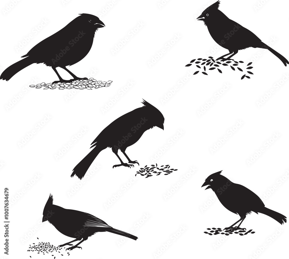 Obraz premium Silhouette of a cardinal feeding on seeds, birds eating collection