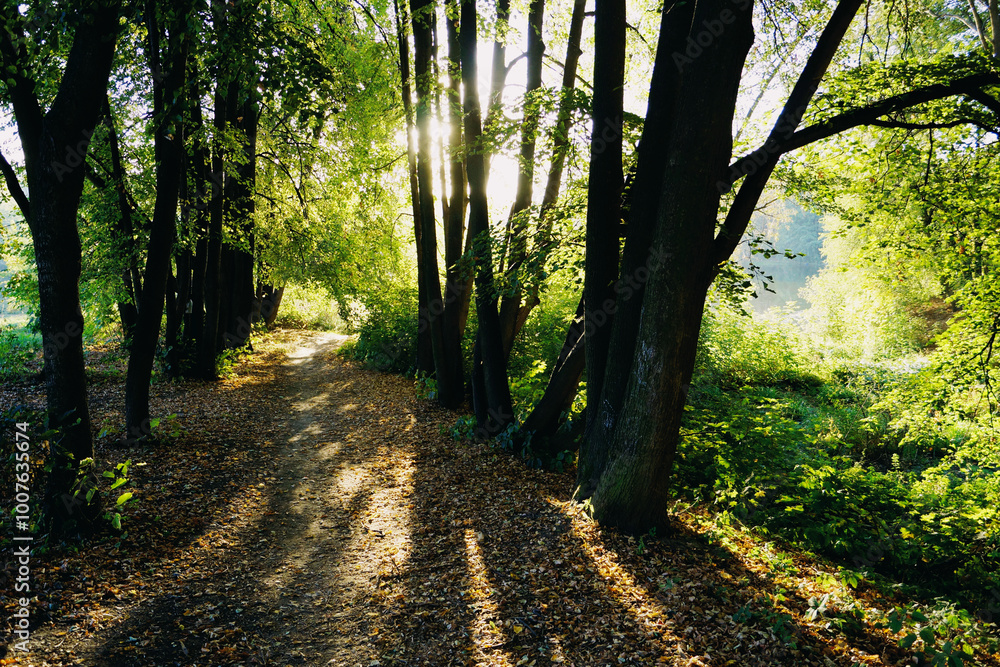 Fototapeta premium path in the forest