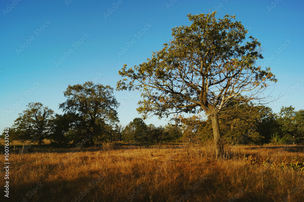 Fototapeta premium tree in the field