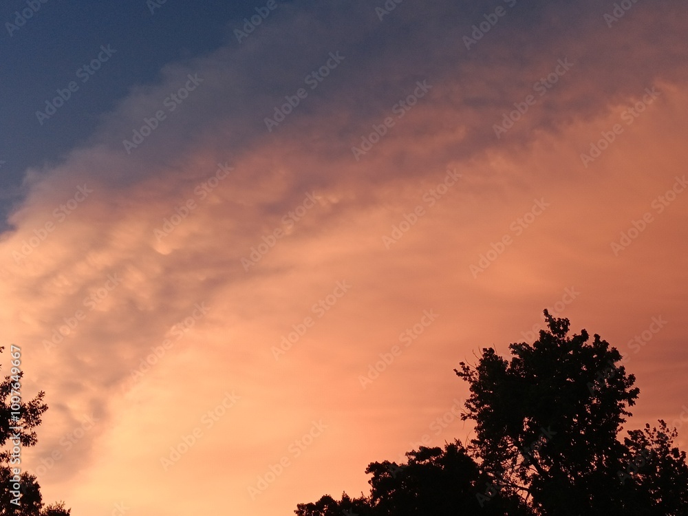 Obraz premium sunset and tree