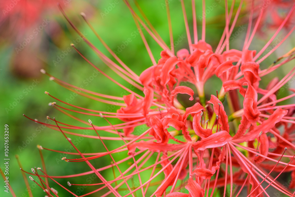 秋 曼殊沙華 船岡城址公園
