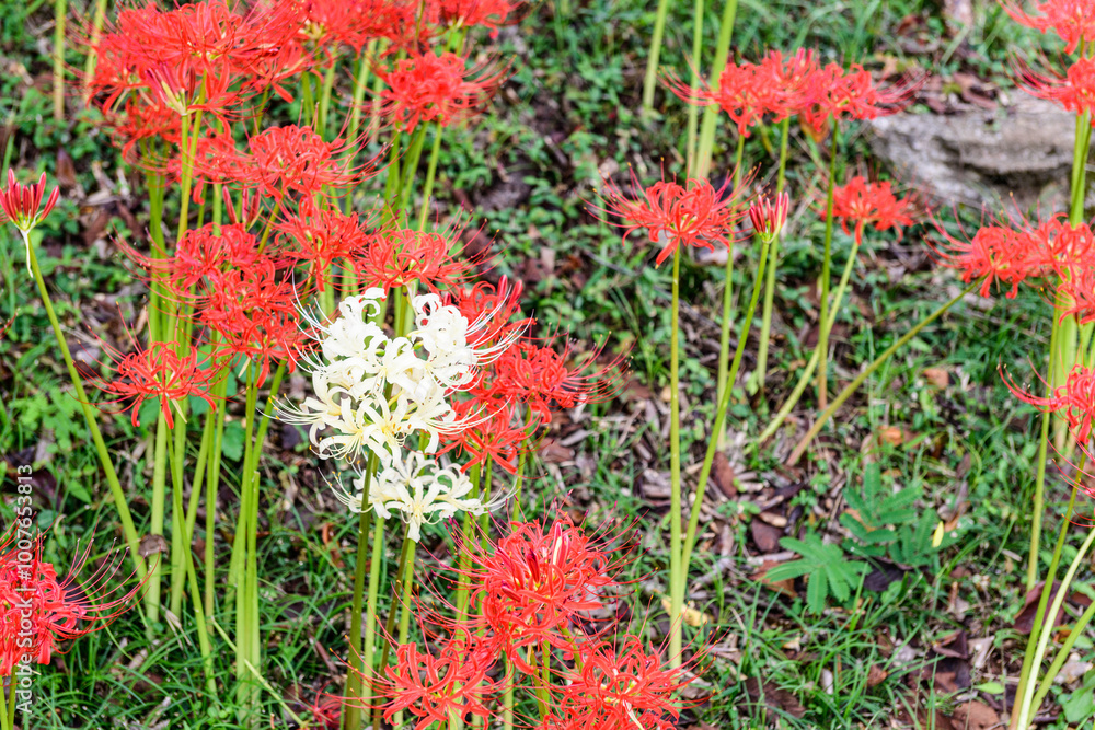 秋 曼殊沙華 船岡城址公園
