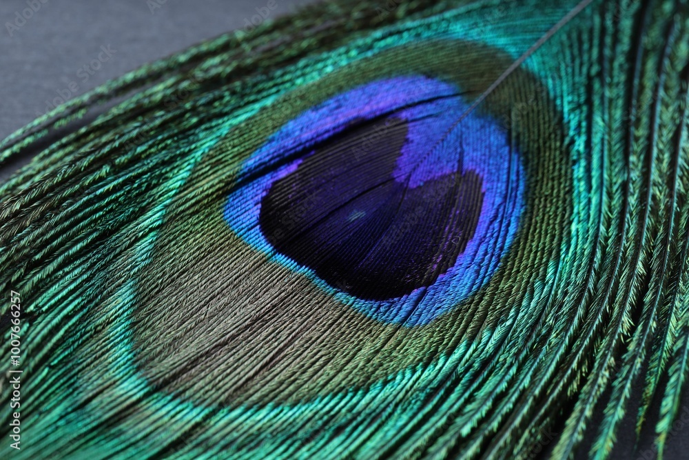 Fototapeta premium Beautiful bright peacock feather on table, closeup