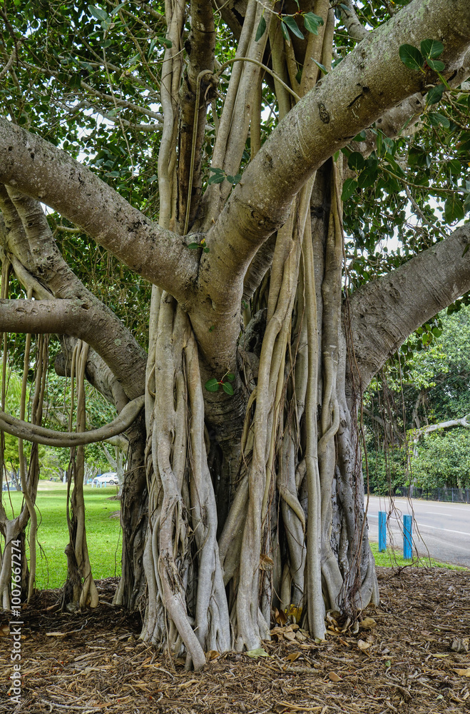 Obraz premium Banyan fig tree