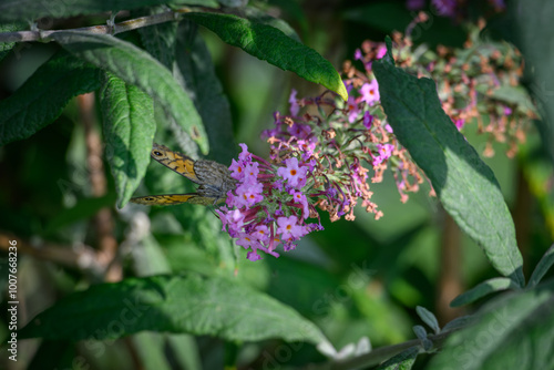 A walleye butterfly sitting on a purple cumulus flower.
 photo