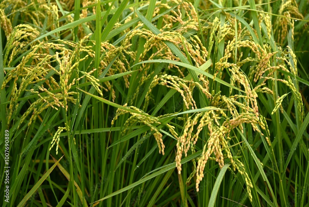 Cultivation and growth of rice. In Japan, where rice is the staple food, there has been a rice shortage due to the abnormal weather in recent years. Cultivation and growth of rice. In Japan, where rice is the staple food, there has been a rice shortage due to the abnormal weather in recent years.