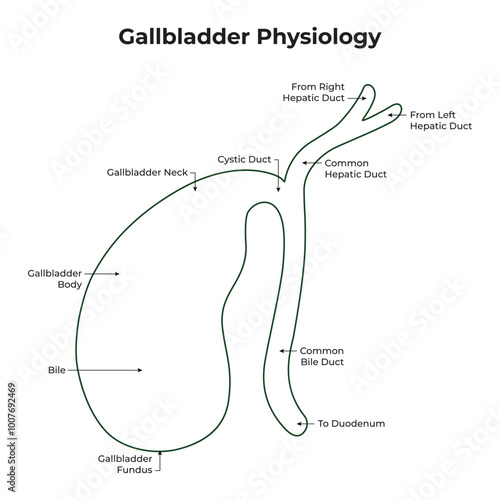 Gallbladder Physiology Bile Gallbladder Body Cystic Duct Common Hepatic Duct Duodenum  Science Vector Illustration
