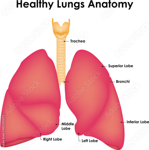 Lungs Tumor Trachea Superior Lobe Bronchi Tumor Inferior Lobe Middle Lobe Left & Right Lobe Science Vector Illustration