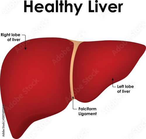 Healthy Liver Anatomy Right Lobe of Liver Left Lobe of Liver Falciform Ligament Vector Illustration