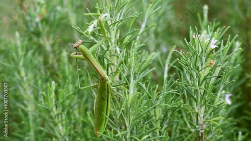 カマキリ photo