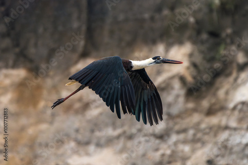 Asian Woolly-necked Stork in flight. This large wading bird with a distinctive white neck is found in wetlands and forests across Asia. photo