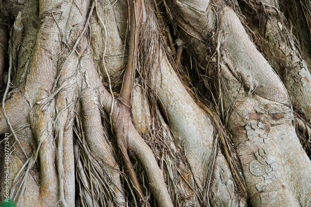 Native Tree roots showing unique patterns and shapes caused through years of growth Native Tree roots showing unique patterns and shapes caused through years of growth