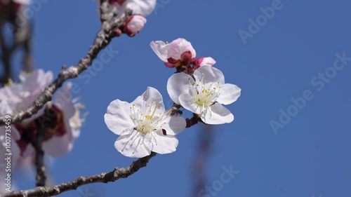 Tiny little pollinator on perfect, pure white, apricot flowers in early spring, with blue sky background