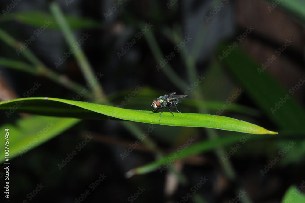 a close-up of a small fly perched on a green leaf. The fly has a shiny, iridescent body with distinct markings, and its wings are slightly spread, suggesting it is at rest. a close-up of a small fly perched on a green leaf. The fly has a shiny, iridescent body with distinct markings, and its wings are slightly spread, suggesting it is at rest.