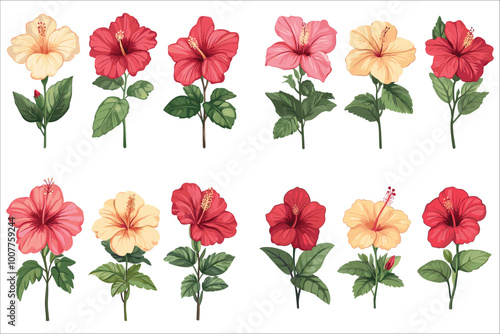 Abstract colorful hibiscus flower vector, Set of different hibiscus flowers, Set of hibiscus flowers, Tropical hibiscus flowers vector illustration