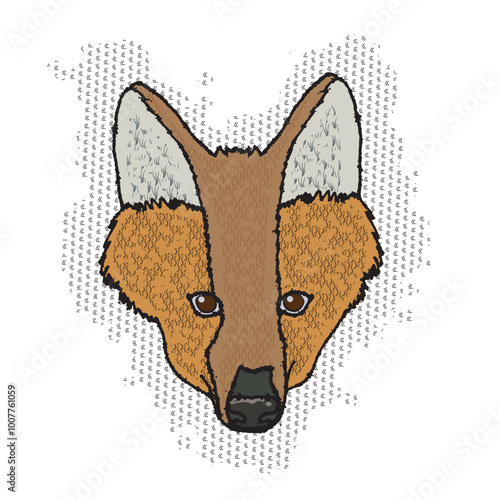  Maned Wolf Head, Chrysocyon brachyurus, is a typical animal of the Cerrado and the largest canid in South America. Transparent background.