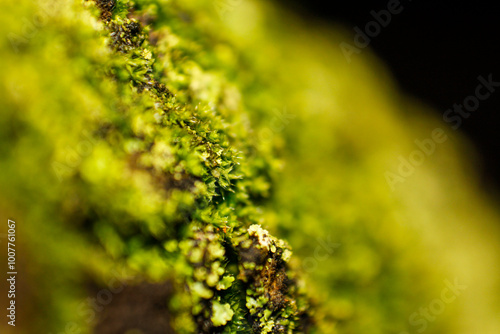 Mossy Texture of oak bark from the Quercus or oak tree as a background. Wooden tree texture.
close up of moss on tree photo