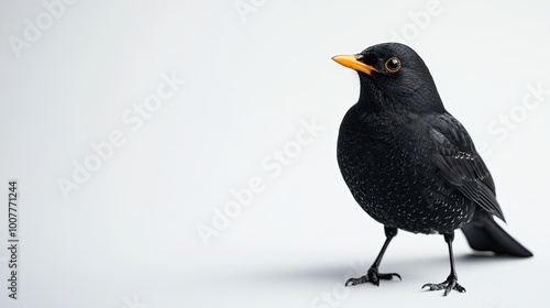 Blackbird isolated on white background