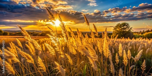 Golden sunset illuminates a prairie landscape with tall, slender stems of little bluestem grass swaying gently in the photo