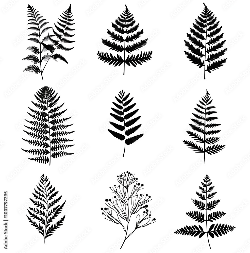 Fototapeta premium set of fern leaves silhouettes on white 