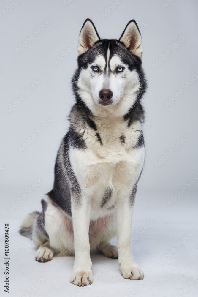 Majestic Siberian Husky with striking blue eyes sitting against a white background. Majestic Siberian Husky with striking blue eyes sitting against a white background.