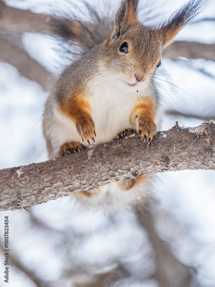 The squirrel sits on a branches without leaves in the winter or autumn The squirrel sits on a branches without leaves in the winter or autumn