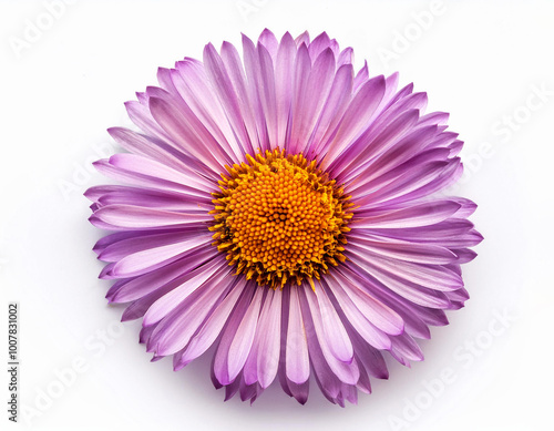 Blooming a beautiful purple aster flower isolated on white background. photo