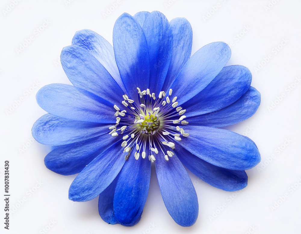 Obraz premium Blooming a spring blue flower isolated on white background.