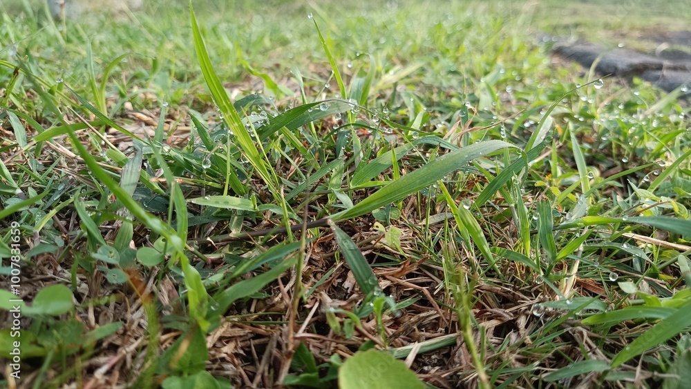 a close up of a patch of grass with a small number of drops of water on it a close up of a patch of grass with a small number of drops of water on it