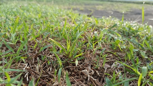 a close up of a patch of grass with a small number of drops of water on it