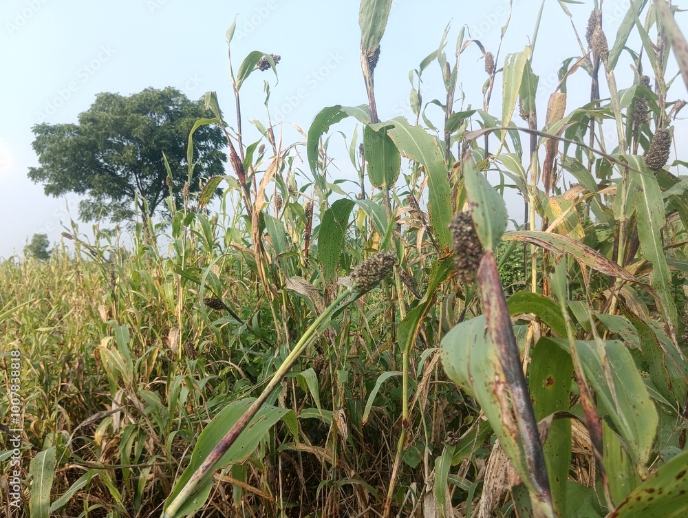 Fototapeta premium corn field with sky