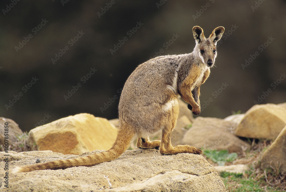 Naklejka premium Yellow-footed rock Wallaby in outback South Australia.
