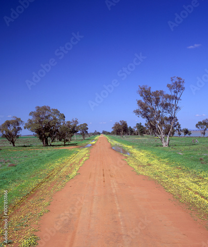 Unsealed road with  wild flowers along the road near Hilston , New South Wales, Australia.NSW photo