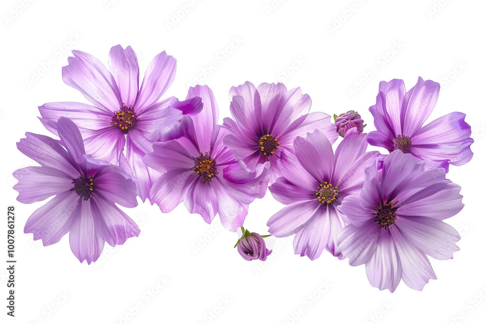 Transparent Purple Cosmos Flowers on Black Background Transparent Purple Cosmos Flowers on Black Background