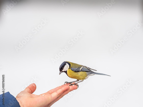 A tit sits on a man's hand and eats seeds.