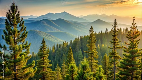 Pine tree tops against mountain skyline, Pine, tree, tops, mountains, skyline, Abies grandis, idahoensis photo