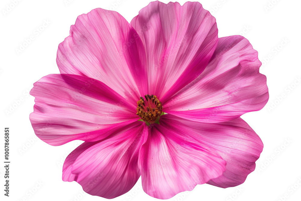 Transparent Pink Flower Petal Texture: Delicate and Fragile Beauty Transparent Pink Flower Petal Texture: Delicate and Fragile Beauty