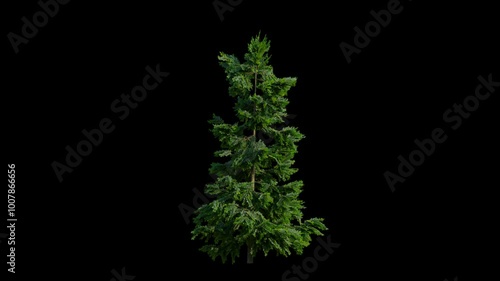 tree breeze isolated, seamless loop animation background