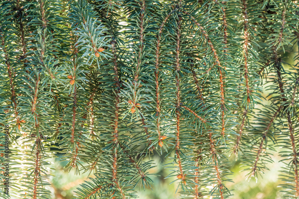 Fir branch with needles in the sunset light Fir branch with needles in the sunset light