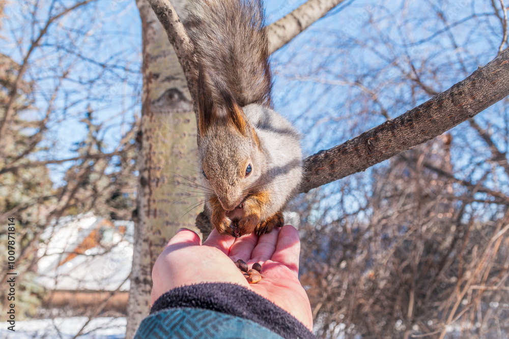 Fototapeta premium Squirrel eats nuts from a man's hand. Caring for animals in winter or autumn.