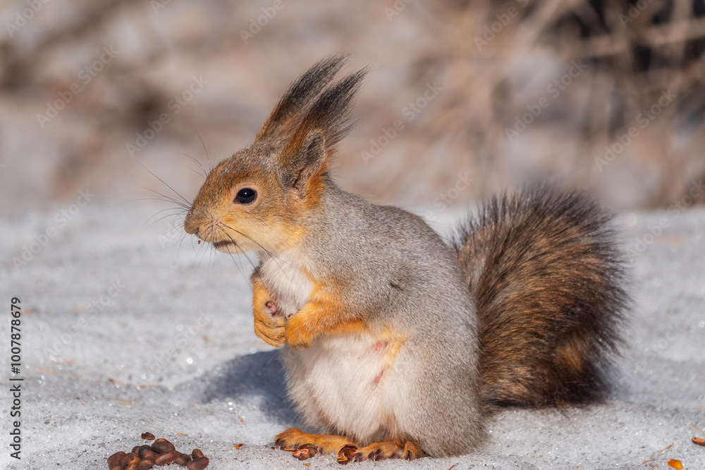 Fototapeta premium The squirrel in winter sits on white snow.