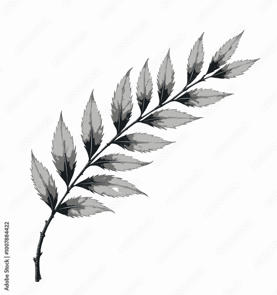 Pencil Drawing of a Leaf Branch Pencil Drawing of a Leaf Branch