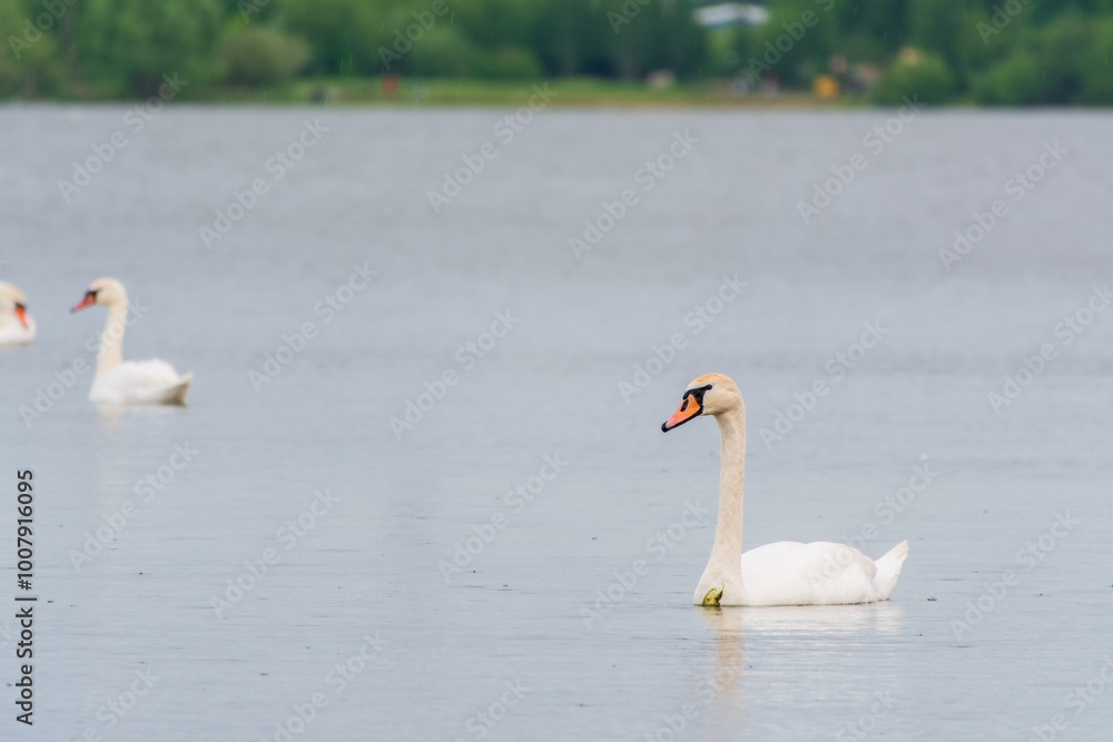 Fototapeta premium Graceful white Swan swimming in the lake, swans in the wild. Portrait of a white swan swimming on a lake.