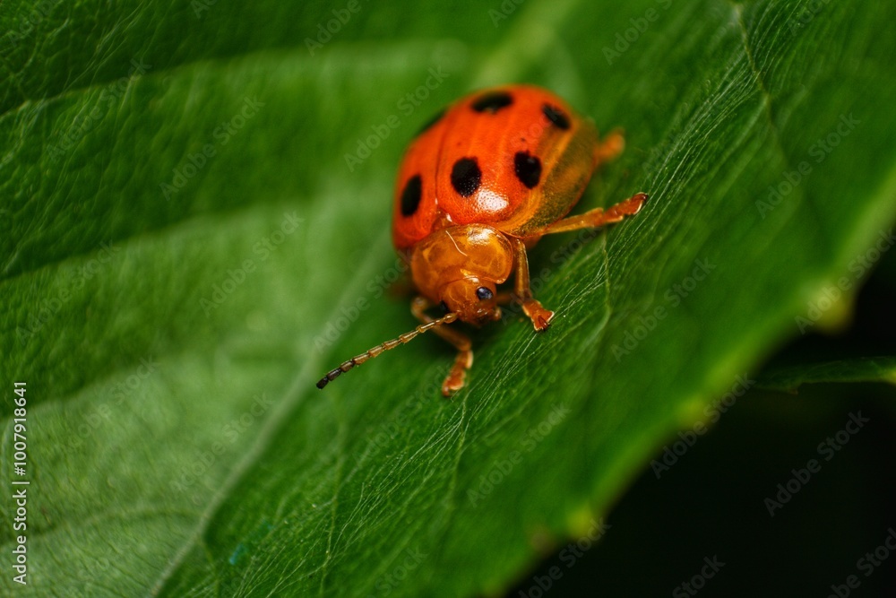 A red ladybug sits on a green leaf on a hot and sunny summer day. A red ladybug sits on a green leaf on a hot and sunny summer day.