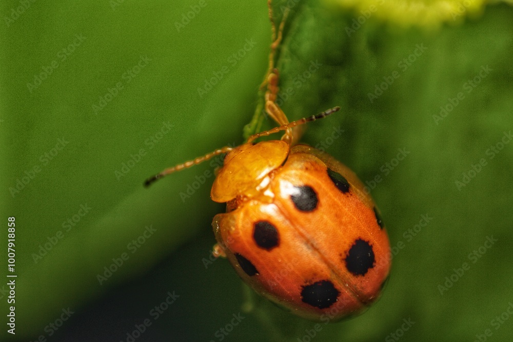 Fototapeta premium A red ladybug sits on a green leaf on a hot and sunny summer day.