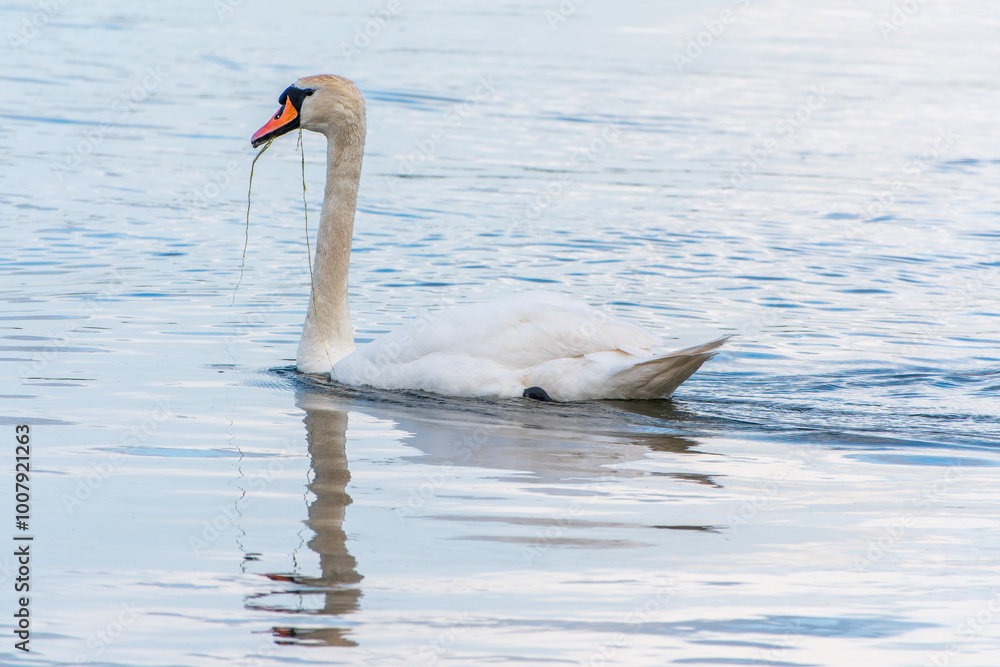 Fototapeta premium Graceful white Swan swimming in the lake, swans in the wild. Portrait of a white swan swimming on a lake.
