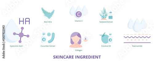 Skincare Ingredient Flat Banner Web Icon Set Vector Illustration, Hyaluronic Acid Vitamin C Aloe Vera Collagen Coconut Oil Cucumber Extract Seaweed Extract