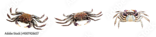 Mangrove tree crab isolated on white background, Fiddler crab, Seafood photo