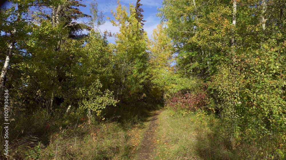 Autumn Leaves, Plants, and Wild Fruits Near Edmonton
Autumn Leaves, Plants, and Wild Fruits Near Edmonton