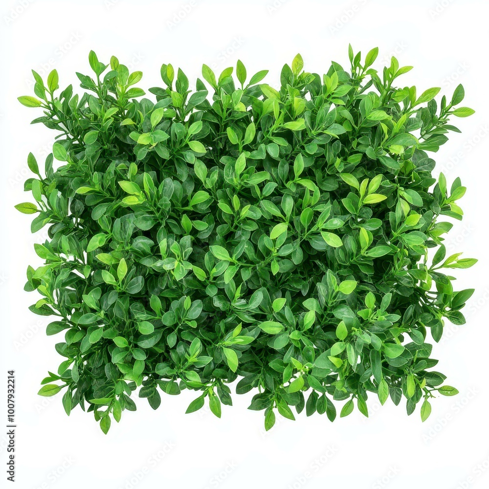 A single bush stands alone against a white backdrop, highlighting its lush green leaves and intricate details. A single bush stands alone against a white backdrop, highlighting its lush green leaves and intricate details.